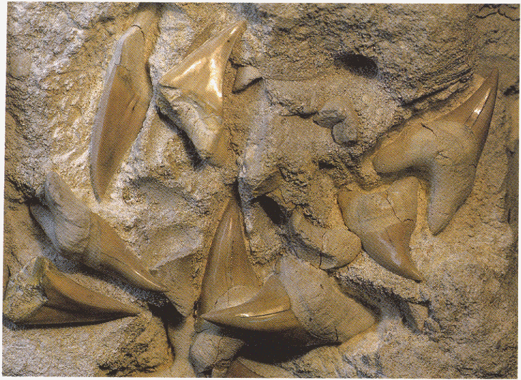 Fossil shark teeth embedded in a piece of Miocene limestone from Victoria in 