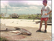 Shark